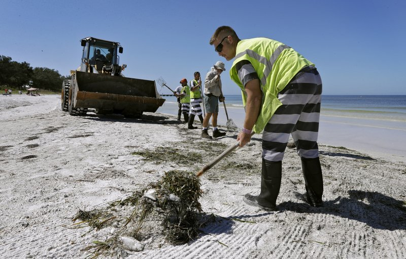 In this Monday Aug. 6, 2018 photo, work crew clean up dead fish on Coquina Beach in Bradenton Beach, Fla. From Naples in Southwest Florida, about 135 miles north, beach communities along the Gulf coast have been plagued with red tide. Normally crystal clear water is murky, and the smell of dead fish permeates the air (AP Photo/Chris O'Meara)