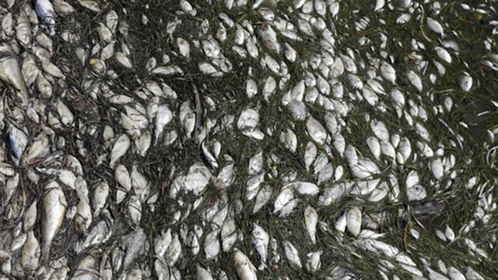 Mnet 195341 Dead Fish Ap Photo Chris O Meara