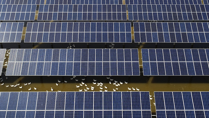 In this June 14, 2018, photo, ducks swim underneath the solar panels built on a duck farm in Binzhou in east China's Shandong province. Image credit: Chinatopix via AP