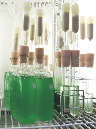 The red alga C. merolae grown in culture in the laboratory. (Sousuke Imamura)