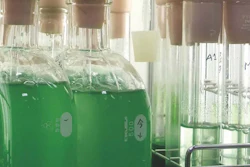 Mnet 195472 Algae In Lab Sousuke Imamura
