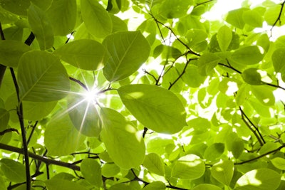 Plant leaves. (CC0 Public Domain)