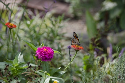 In this Aug. 19, 2018 photo, a monarch butterfly sips nectar from a zinnia flower in Vineeta Anand's garden in Alexandria, Va. Image credit: AP Photo/Cal Woodward