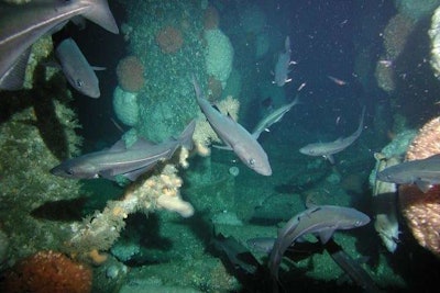 Coral colonies growing around North Sea oil and gas installations. (Lundin Britain Ltd)