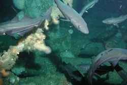 Mnet 195552 Coral Colonies Lundin Britain