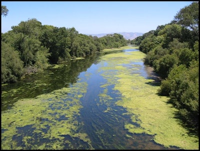 Observations of harmful algal blooms and algal toxins have increased globally in recent years. Algal blooms are problematic because they can affect multiple beneficial uses including recreation, aquatic life, and drinking water by reducing aesthetics, lowering dissolved oxygen concentration, causing taste and odor problems, and producing potent toxins. (California State Water Resources Control Board)