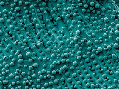 This is an electron micrograph showing gallium arsenide nanoparticles of varying shapes and sizes. Image credit: A. Demotiere and E. Shevchenko/Argonne National Laboratory
