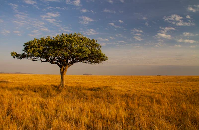 African savanna landscape. (Flickr)