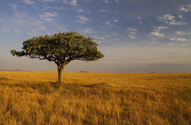 Carbon Emissions In African Savannas Triple Previous Estimates Manufacturing Net Carbon Emissions In African Savannas Triple Previous Estimates Manufacturing Net