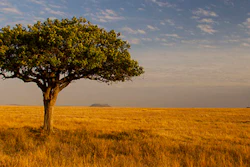 Mnet 195717 African Savannas Flickr Commons