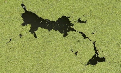 A team of researchers from Ohio State University examined water samples from two dozen ponds and small lakes in rural Ohio and found plenty of cause for concern, with particularly high levels of toxins at one lake. (Ohio State University)