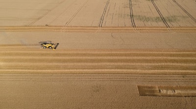 Rising levels of carbon dioxide in the air threaten to sap wheat, rice, and other staple grains of valuable nutrients, raising the specter or mass malnutrition, researchers warn.