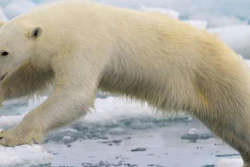 Mnet 195761 Polar Bear Aturo De Frias Marques Wikimedia