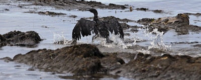 Mnet 196018 Oil Covered Bird Ap Photo Jae C Hong