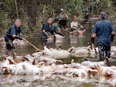 In this Sept. 24, 1999, file photo, employees of Murphy Family Farms along with friends and neighbors, float a group of dead pigs down a flooded road on Rabon Maready's farm near Beulaville, N.C. The hogs drowned from the floodwaters of the NE Cape Fear River after heavy rains from Hurricane Floyd flooded the area. The heavy rain expected from Hurricane Florence could flood hog manure pits, coal ash dumps and other industrial sites in North Carolina, creating a noxious witches’ brew of waste that might wash into homes and threaten drinking water supplies. (AP Photo/Alan Marler, File)