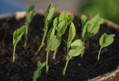 A team of researchers led by Assistant Professor Yan Ning from the National University of Singapore has developed a greener, faster and cheaper way to produce amino acids using plant-based waste. This novel invention could potentially transform the food, pharmaceutical, and chemical industries. (CC0 Public Domain)
