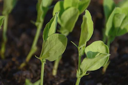 Mnet 196131 Plants Cc0 Public Domain