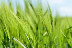 Mnet 196146 Agriculture Cc0 Public Domain