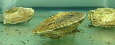 Oysters like these, at a University of Connecticut lab, likely suffered toxic effects from the oil dispersant Corexit® 9500 when it was used to clean up the 2010 Deepwater Horizon oil spill. (Lindsay Jasperse/University of Connecticut)
