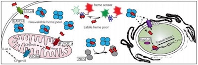 A recent paper describes how heme is chaperoned to its target proteins. (Dennis Stuehr/Cleveland Clinic)