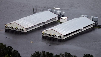 A hog farm is inundated with floodwaters from Hurricane Florence near Trenton, N.C., Sunday, Sept. 16, 2018. (AP Photo/Steve Helber)