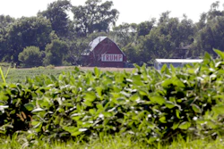 In this July 24, 2018, file photo a barn with a banner reading 'Trump' is seen behind a field of soy beans in Ashland, Neb. Image credit: AP Photo/Nati Harnik, File
