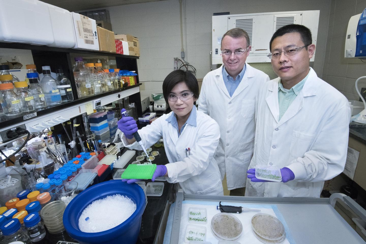 Jantana Keereetaweep, John Shanklin, and Zhiyang Zhai of Brookhaven National Laboratory prepare samples for studying the biochemical pathways that regulate oil production in plants. (Brookhaven National Laboratory)