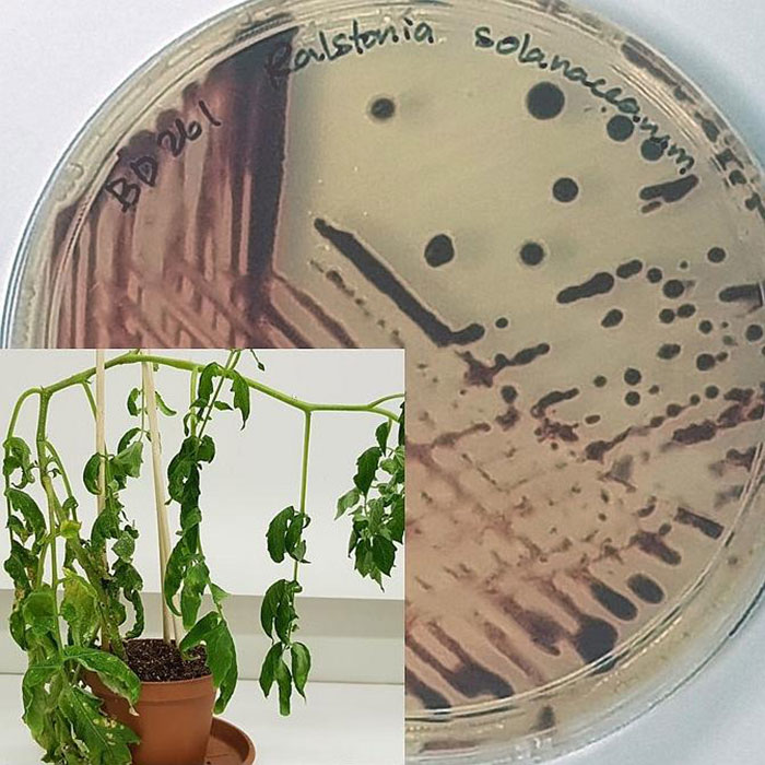 Bacterial wilt caused by Ralstonia solanacearum devastates tomato crops world-wide. So far farmers had to wait for mature plants to observe resistance to the disease. Now research shows a possible way of saving time and reducing risk significantly for farmers and plant breeders. A new approach promises to forecast cultivar resistance at seedling stage, when plants already 'mix cocktails' of metabolomic chemicals to defend themselves. (Dylan Zeiss, University of Johannesburg)