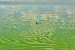 Mnet 196592 Algal Bloom Flickr