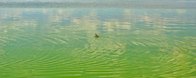 Mnet 196592 Algal Bloom Flickr