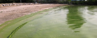 Mnet 196650 Algae Bloom Wikimedia Commons
