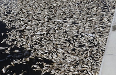 In this Oct. 3 photo, dead fish float in the water near Canal Parkway in Mexico Beach, Fla. Some beaches are closed because of a rare red tide outbreak. (Patti Blake/News Herald via AP)