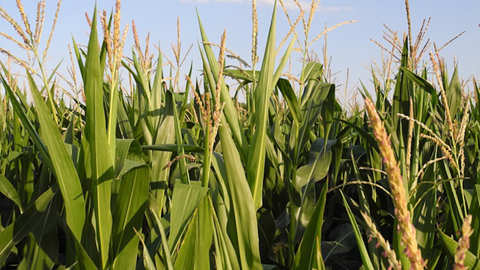 Mnet 197092 Corn Field Agriculture Pixabay