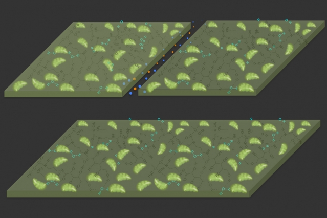 Diagrams illustrate the self-healing properties of the new material. At top, a crack is created in the material, which is composed of a hydrogel (dark green) with plant-derived chloroplasts (light green) embedded in it. At bottom, in the presence of light, the material reacts with carbon dioxide in the air to expand and fill the gap, repairing the damage. (MIT)