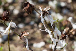 This Oct. 11, 2018 photo, shows branches of a damaged cotton tree in Newton, Ga. Image credit: Alyssa Pointer/Atlanta Journal-Constitution via AP