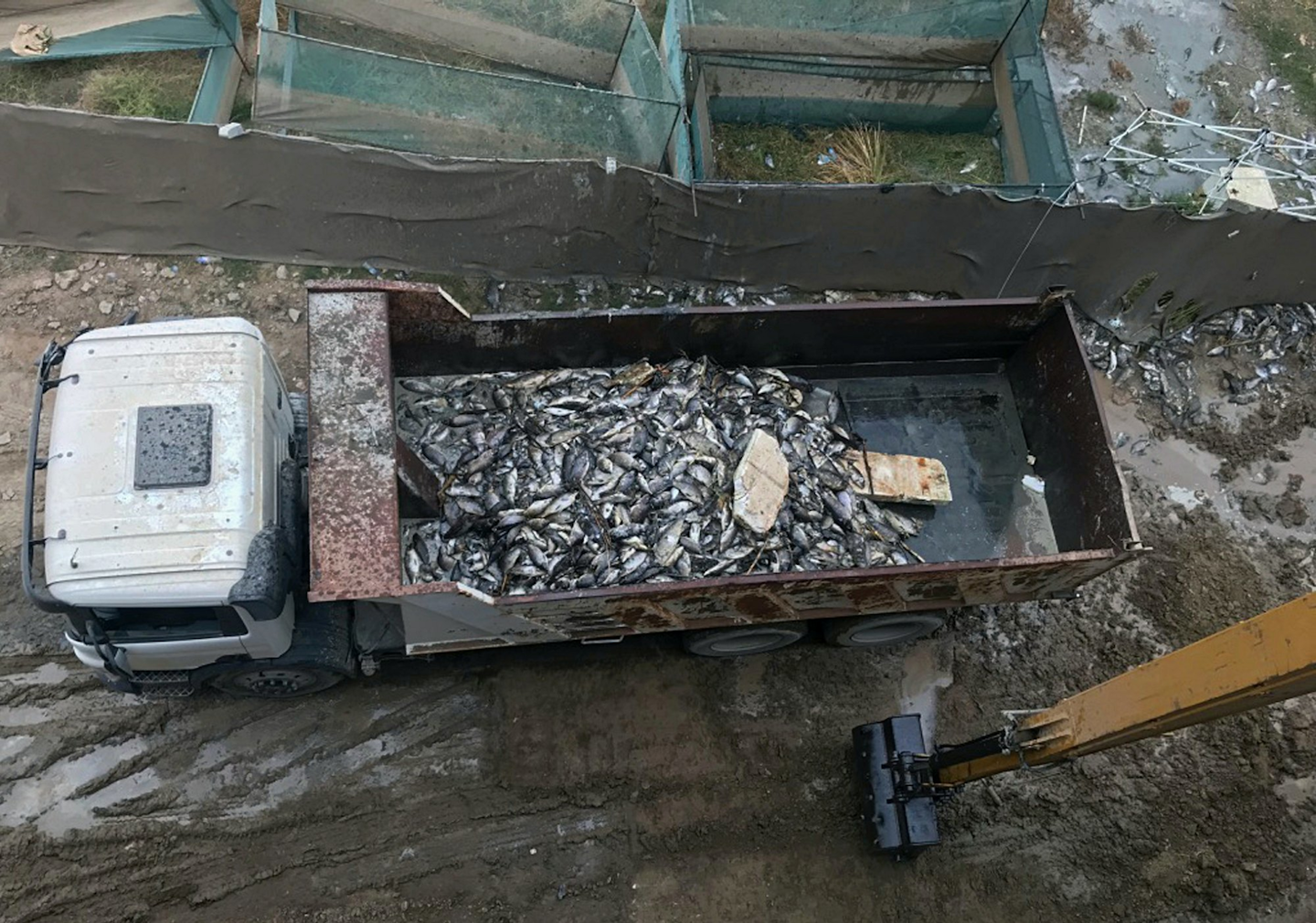 In this Saturday, Nov. 3, 2018 photo, government employees collect dead carp from the Euphrates River, near the town of Hindiyah, 80 kilometers (50 miles) south of Baghdad, Iraq. Officials and fishermen are at a loss to explain how hundreds of tons of carp have suddenly died in fish farms in the Euphrates River, fueling anxieties about soaring water pollution. Local authorities used excavators to skim dead fish from the river surface, where residents and local farmers have long complained about substandard water management. (AP Photo/Ali Abdul Hassan)