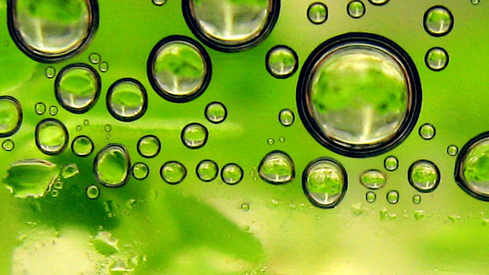 Mnet 197636 Biofuels Wikimedia Commons