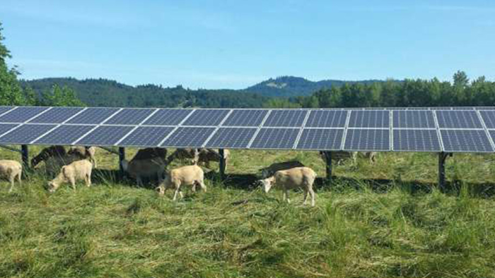 Mnet 197646 Solar Panels On Farm Oregon State University