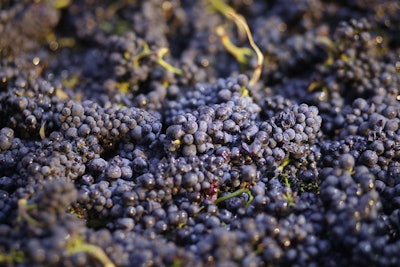 In this Friday, Aug. 29, 2014, file photo, grapes just picked are in a bin in Napa, Calif. California regulators recommended new restrictions Thursday, Nov. 15, 2018, on a widely used pesticide blamed for harming the brains of babies. The Dow Chemical Co. pesticide currently used on about 60 different crops — including grapes, almonds and oranges — has increasingly come under fire from regulators, lawmakers and courts. (AP Photo/Eric Risberg)