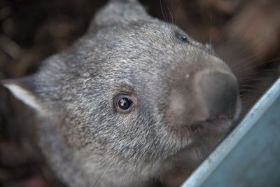 Mnet 198725 A Wombat
