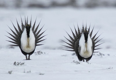 In this April 20, 2013, file photo, male Greater Sage Grouse perform their mating ritual on a lake near Walden, Colo. The Trump administration moved forward Thursday, Dec. 6, 2018, with plans to ease restrictions on oil and natural gas drilling and other activities across millions of acres in the American West that were put in place to protect the imperiled bird species. (AP Photo/David Zalubowski)