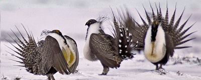 Mnet 200333 Birds Winter Ap Photo