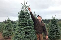 In this November 2018 photo, Christmas trees sit in a dirt lot at Silver Bells Tree Farm in Silverton, Ore., before being loaded onto a semi-truck headed for a Los Angeles tree lot. Image credit: AP Photo/Gillian Flaccus