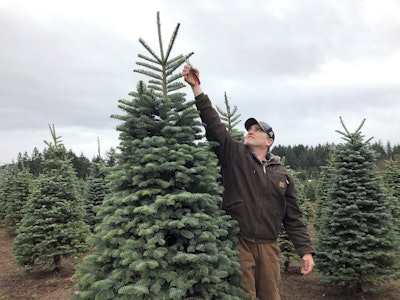 In this November 2018 photo, Christmas trees sit in a dirt lot at Silver Bells Tree Farm in Silverton, Ore., before being loaded onto a semi-truck headed for a Los Angeles tree lot. Image credit: AP Photo/Gillian Flaccus