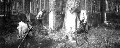 Turpentine has traditionally been made from resins drawn from pine trees like these in Florida. In recent decades, much of the resins have been made from fossil fuels. (Florida Memory Project)