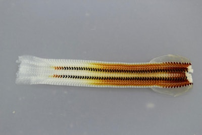Rows of chiton teeth embedded in a ribbonlike structure. Kisailus Biomimetics & Nanostructured Materials Lab)