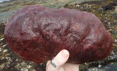 Gumboot chiton (Cryptochiton stelleri). Kisailus Biomimetics & Nanostructured Materials Lab)