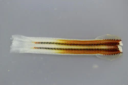 Mnet 204695 Chiton Teeth Kisailus Biomimetics Nanostructured Materials Lab 0