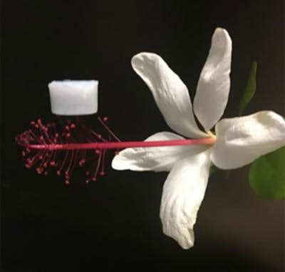 The new ceramic aerogel is so lightweight that it can rest on a flower without damaging it. (UCLA Samueli Engineering)