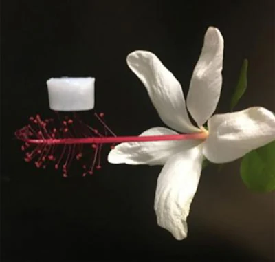 The new ceramic aerogel is so lightweight that it can rest on a flower without damaging it. (UCLA Samueli Engineering)